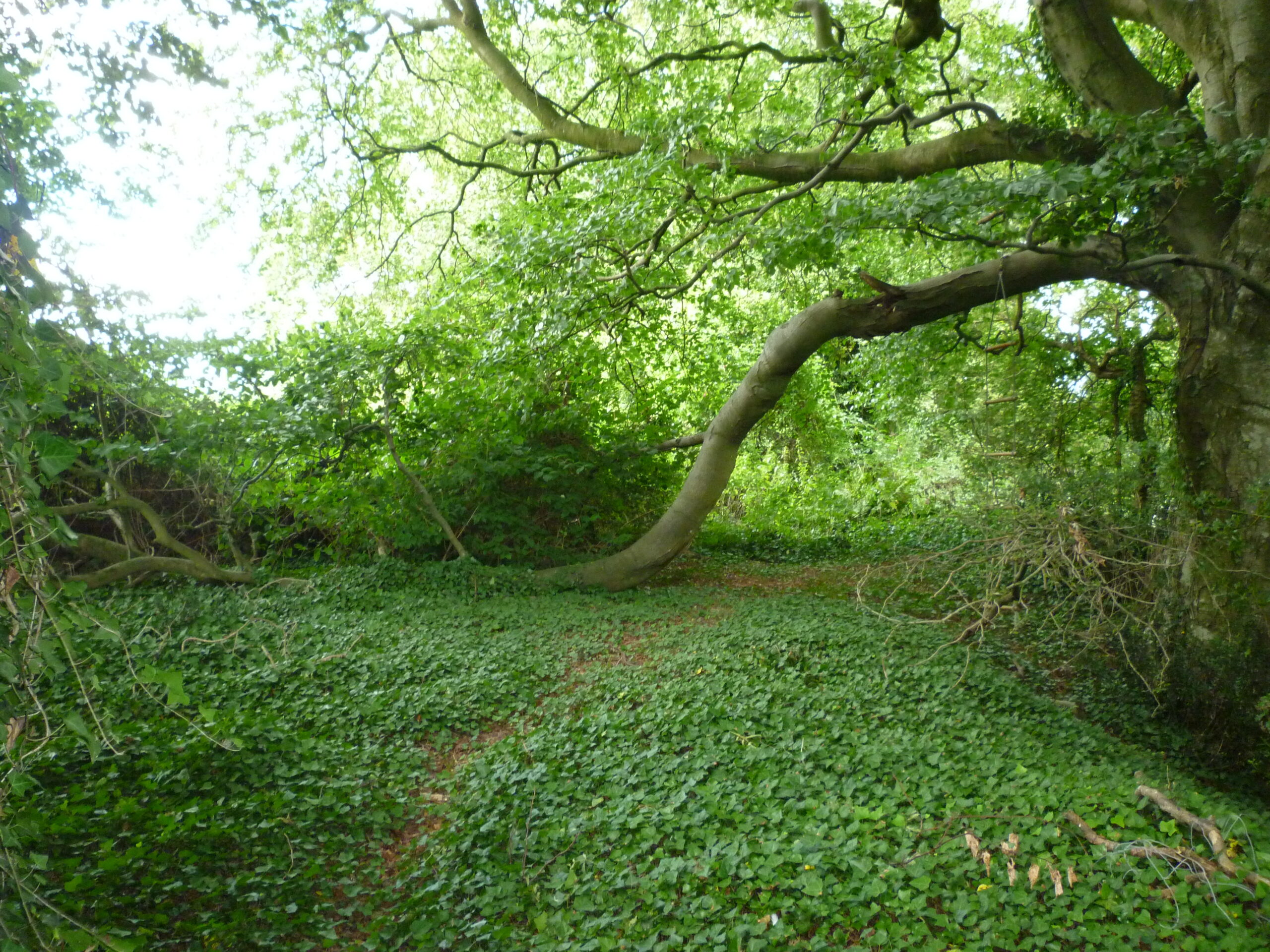 Dingle-Entrance-to-Wood-2