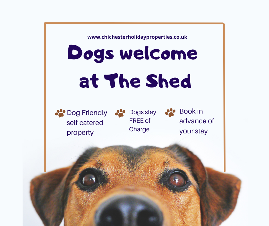 Dog Friendly Accommodation